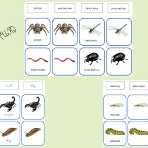 Cartes de nomenclature - Trilingue