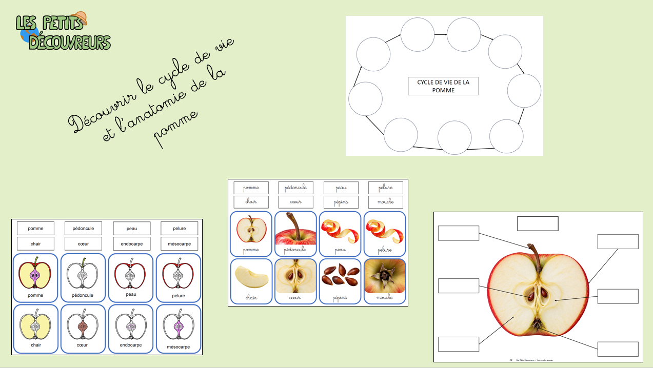 Kit découverte du monde – Les pommes – Image 3